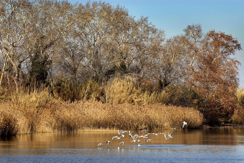 Presentació del projecte ISACC TorDelta sobre el canvi climàtic al delta, dijous vinent a Malgrat 