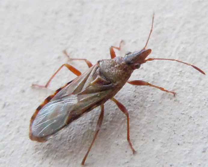 Detecten una plaga de xinxa a alguns plàtans del poble 