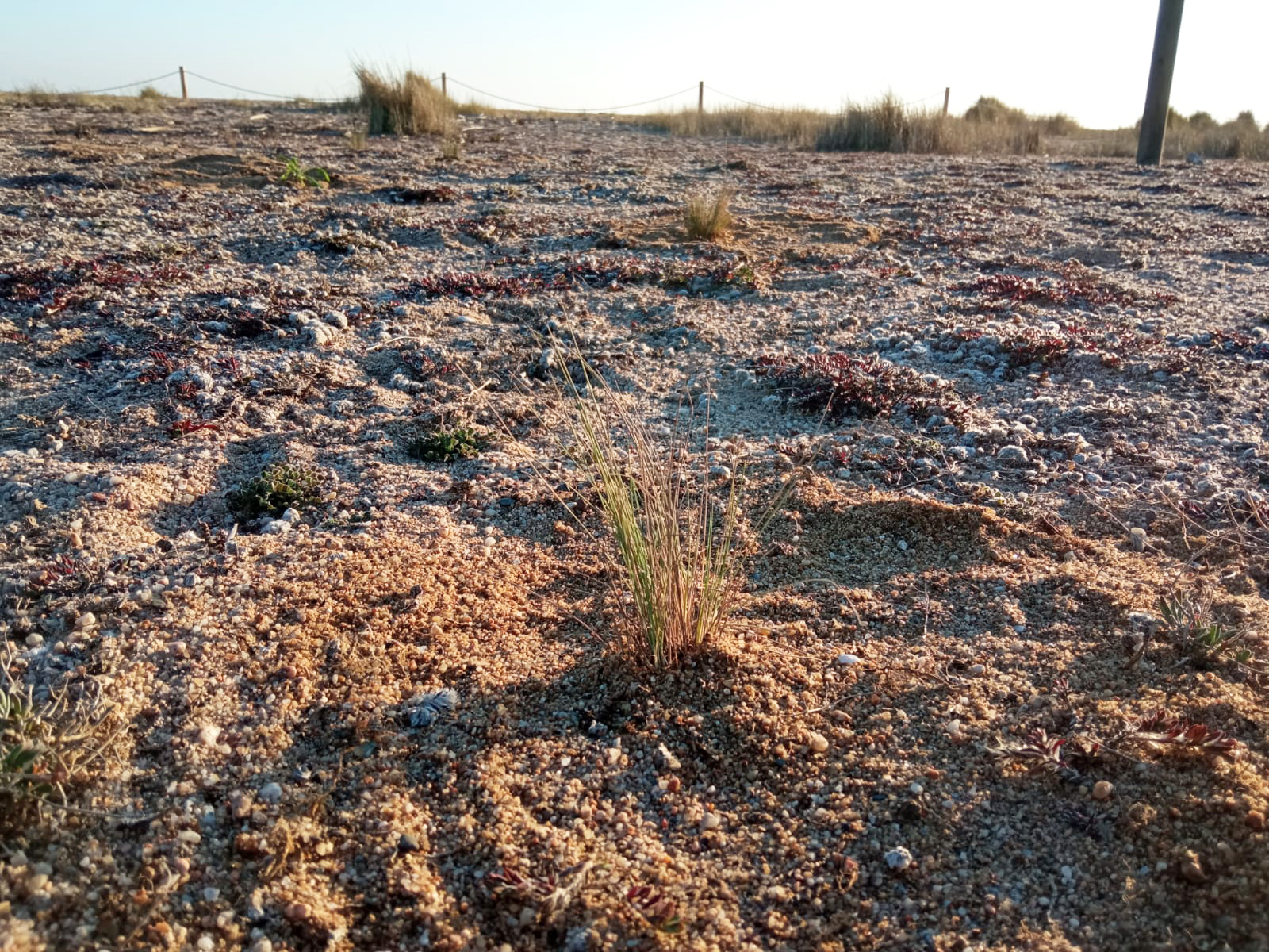 Es planten 25 exemplars d'una espècie de vegetació psammòfila desapareguda fa anys a Malgrat