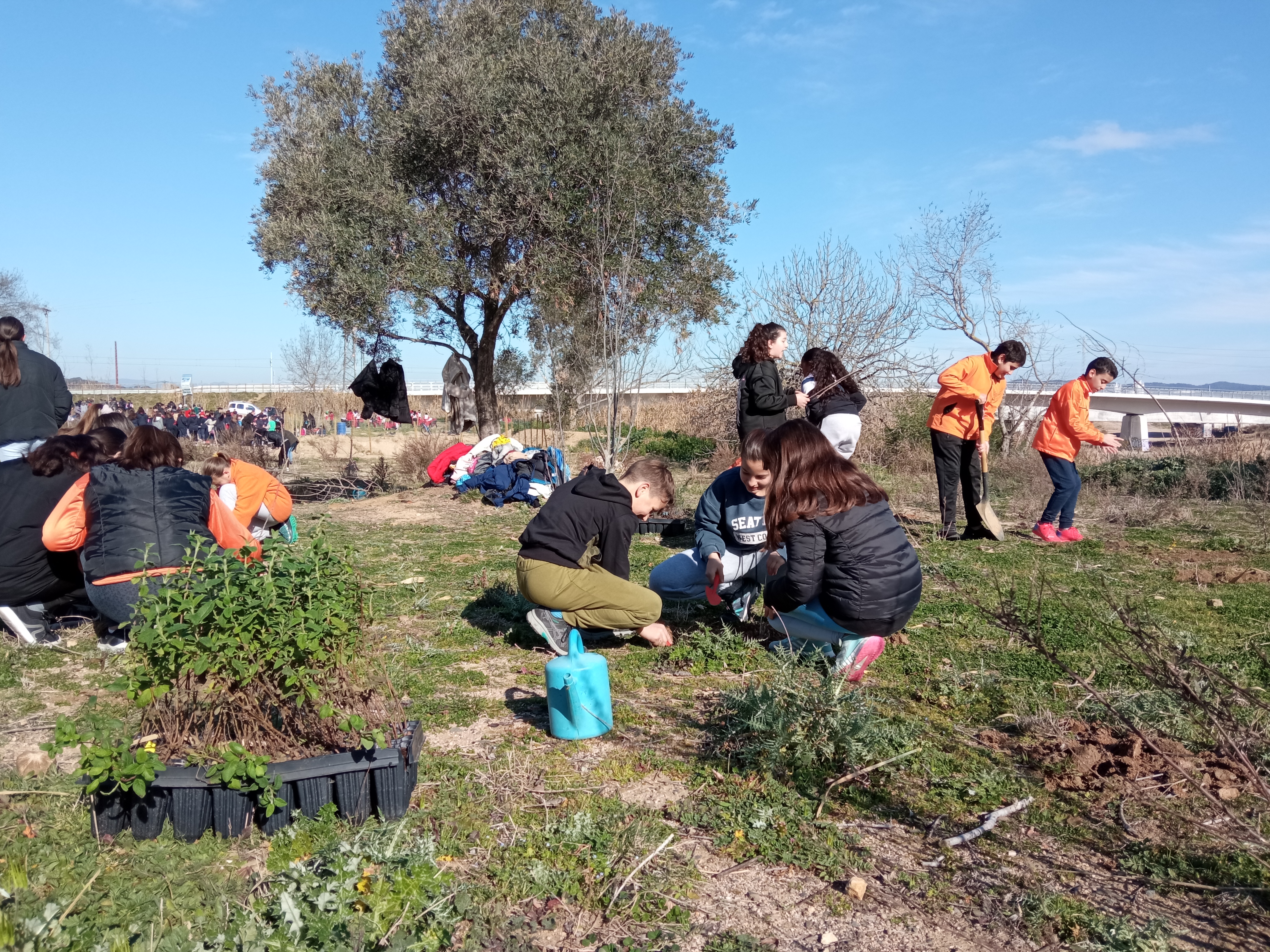 Els alumnes de 6è de tots els centres participen en una plantada a l'espai de l'antic camp de tir