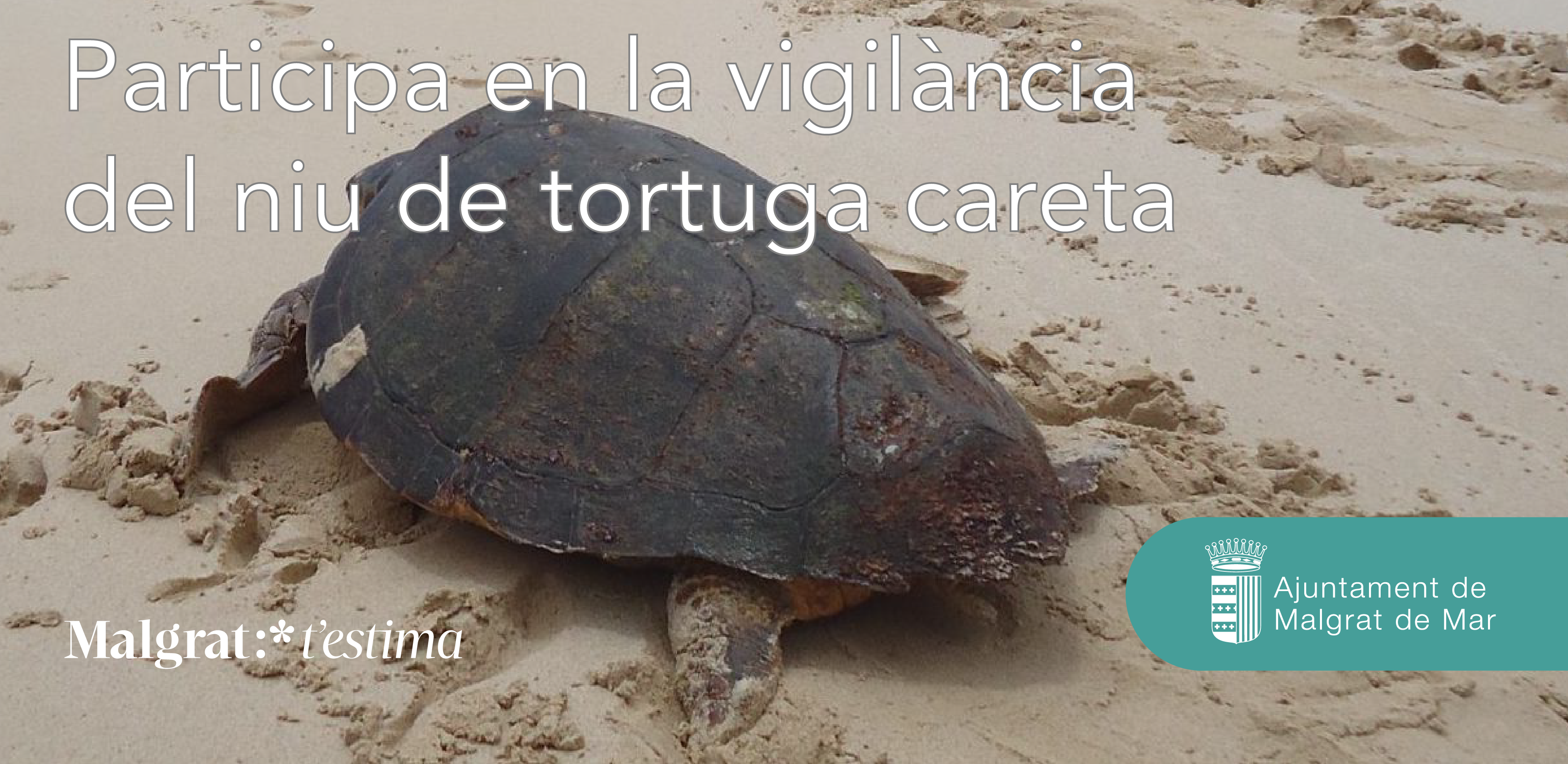 Formació voluntariat tortuga careta