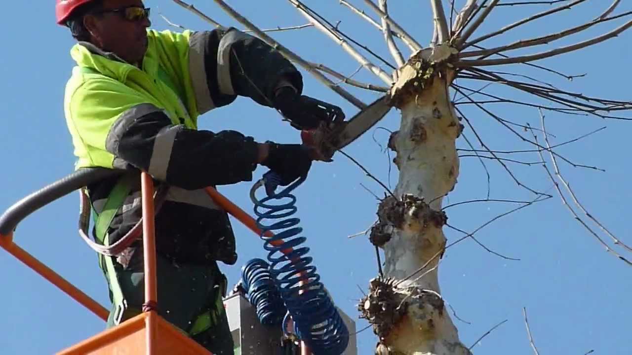 La campanya de poda dels arbres d'enguany començarà dilluns 